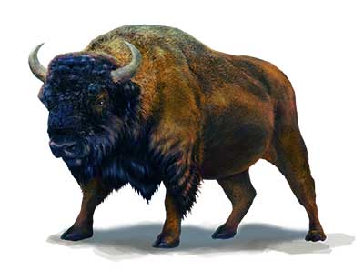 Buffalo_side